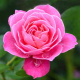 Knaresborough Women's Group